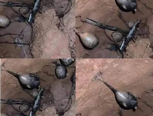 Неочаквана находка в гората! Докато копаех, попаднах на гнездо – Приятелите ме предупредиха да се махна! 3 faf0d859ce6a50f8a2298b6ab8f5111a