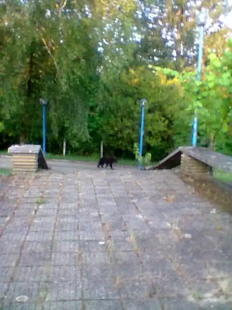 1750744865 871 Не е само в Шумен Още един звяр се разхожда.webp