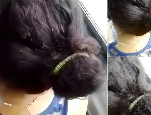 Внимавайте! В градски транспорт снимаха жена, която коса е... 5 gradski transport snima zhena chiyato kosa e pokrita s.webp.webp