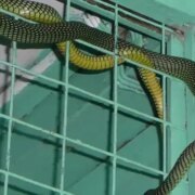Отровна змия нападна и ухапа жена от Сандански докато