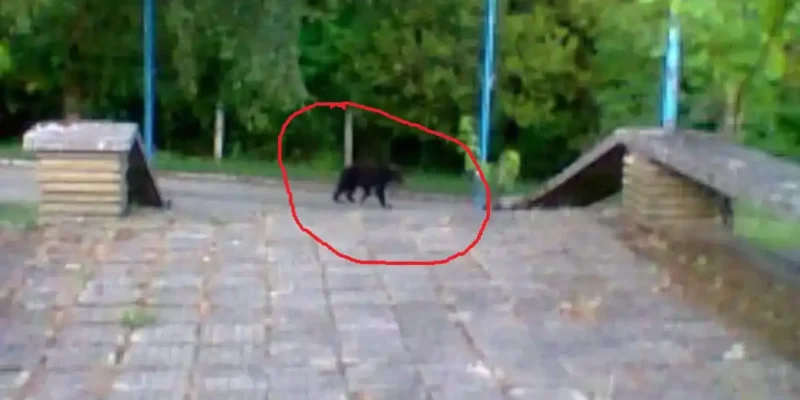 Не е само в Шумен: Още един звяр се разхожда свободно, стресна жителите на наше село 5 един звяр се разхожда свободно стресна жителите на наше.webp.webp