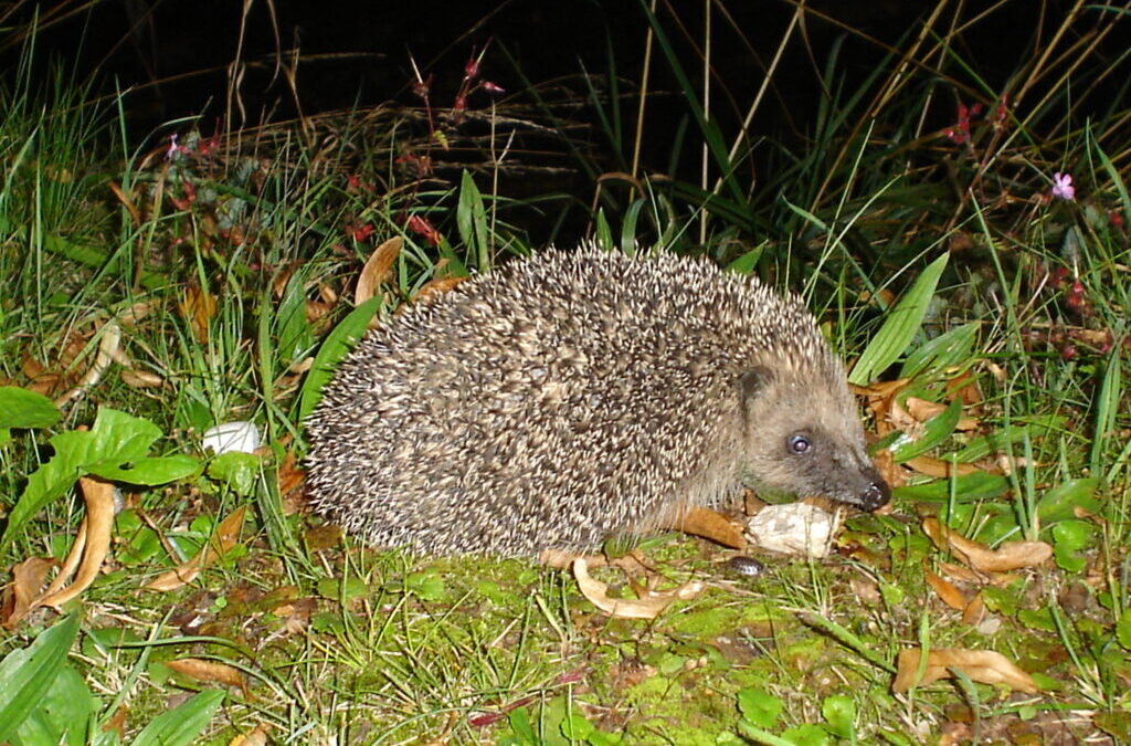 erinaceus europeaus darkan9el 1024x768