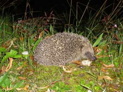 erinaceus europeaus darkan9el 1024x768