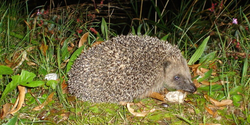 erinaceus europeaus darkan9el 1024x768