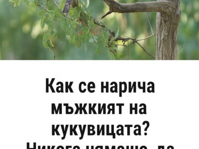 tochno se naricha mzhkiyat na kukuviczata nikoga nyamashe da