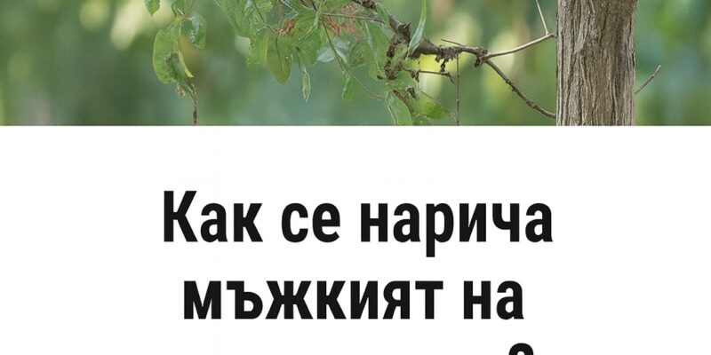 tochno se naricha mzhkiyat na kukuviczata nikoga nyamashe da