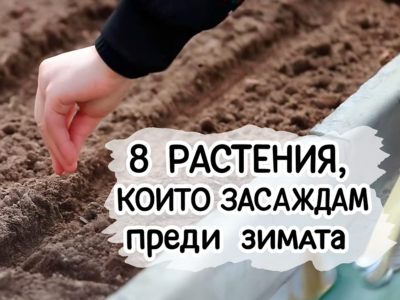8 rasteniya koito se zasazhdat predi zimata za da osiguryat
