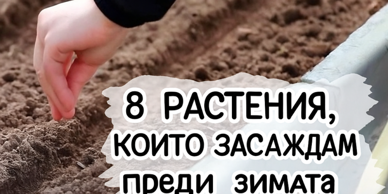 8 rasteniya koito se zasazhdat predi zimata za da osiguryat
