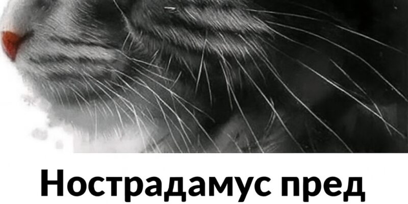 1763991308 predskazva che tezi koito imat kotka v kshhi shhe…