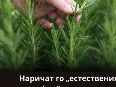 naj moshhnoto i lechebno rastenie koeto horata chesto prenebregvat i dori