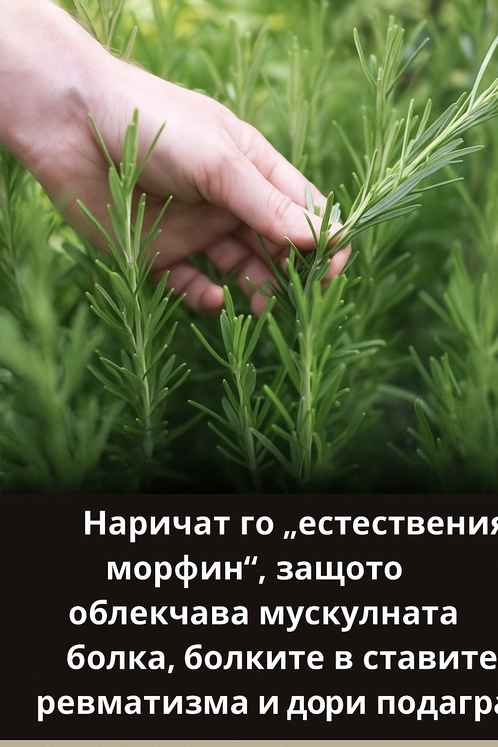 naj moshhnoto i lechebno rastenie koeto horata chesto prenebregvat i dori