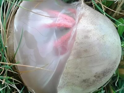 sutrinta izlyazoh v dvora – prosto za da poleya czvetyata