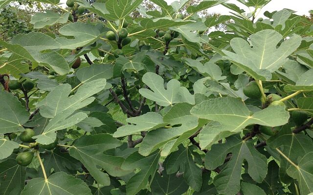 1766480795 nashite predczi sa izbyagvali da sadyat smokini do kshhata –