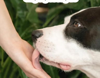 Какво означава, когато кучето ближе ръцете на стопанина си – и на какво е добре да обърнете внимание 28 1766856153 screenshot 8 10