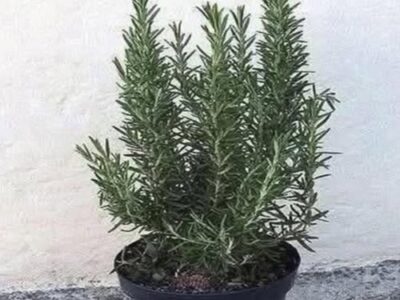 pij chaj ot rozmarin na prazen stomah i poveche nyama