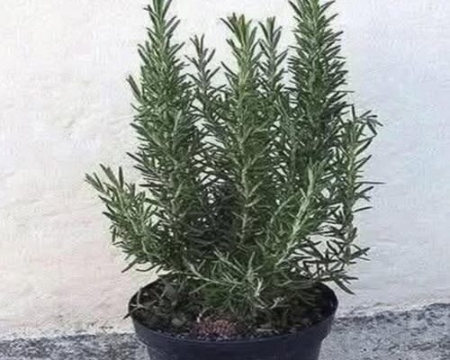 pij chaj ot rozmarin na prazen stomah i poveche nyama