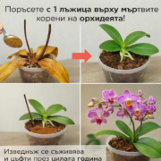 porsete s 1 lzhicza vrhu mrtvite koreni na orhideyata izvednzh se szhivyava i czfti prez czyalata go