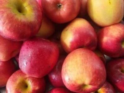 ucheni otkriha che konsumacziyata samo na edna yablka vseki den