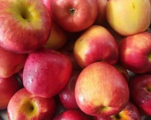 ucheni otkriha che konsumacziyata samo na edna yablka vseki den