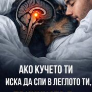ako kucheto ti iska da spi v legloto ti prichinata