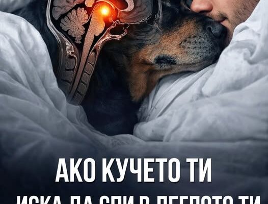 ako kucheto ti iska da spi v legloto ti prichinata