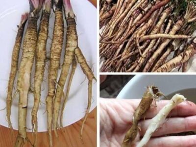 Растение, което унищожава раковите клетки само за 48 часа! То е 100 пъти по-ефективно от химиотерапията. 31 rastenie koeto unishhozhava rakovite kletki samo za 48 chasa to e 100 pti po efektivno ot himioterap