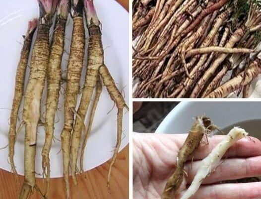 rastenie koeto unishhozhava rakovite kletki samo za 48 chasa to e 100 pti po efektivno ot himioterap