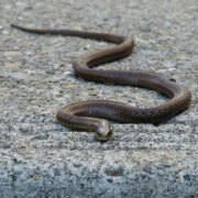 eto zashho zmiite hapyat hora nikoga ne bihte predpolozhili a