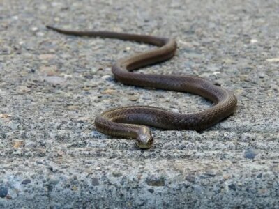 eto zashho zmiite hapyat hora nikoga ne bihte predpolozhili a