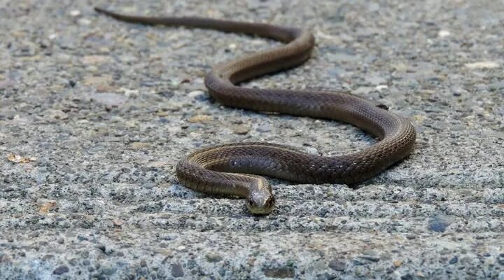eto zashho zmiite hapyat hora nikoga ne bihte predpolozhili a