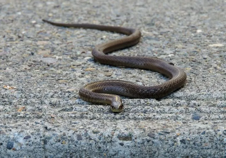 eto zashho zmiite hapyat hora nikoga ne bihte predpolozhili a