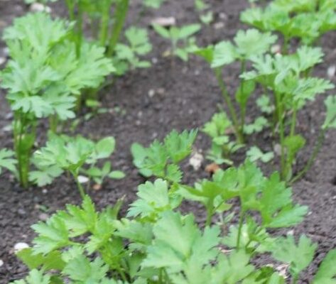 magdanozt ponukva za tri chasa – i ne stava vpros