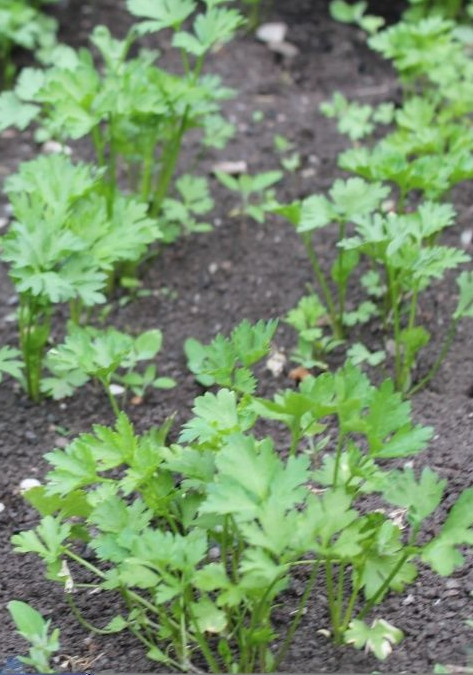 magdanozt ponukva za tri chasa – i ne stava vpros