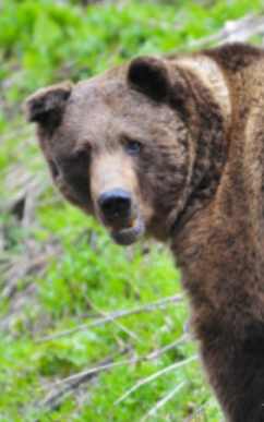 razsledvaneto se obrshha smrtta na turista na vitosha ne bila