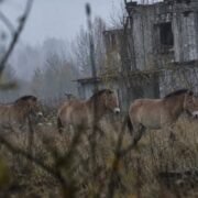 Пуснаха 31 редки коня в Чернобил — 27 години по-късно учените виждат нещо, което никой не е очаквал… 23 pusnaha 31 redki konya v chernobil — 27 godini po ksno